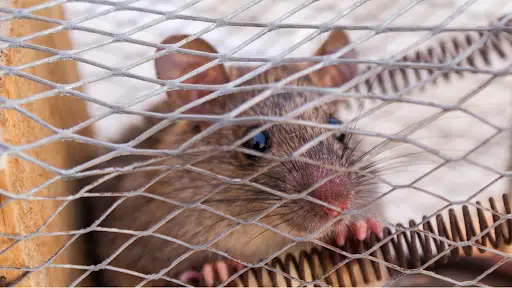 Wire Mesh Can Keep Your Home Safe